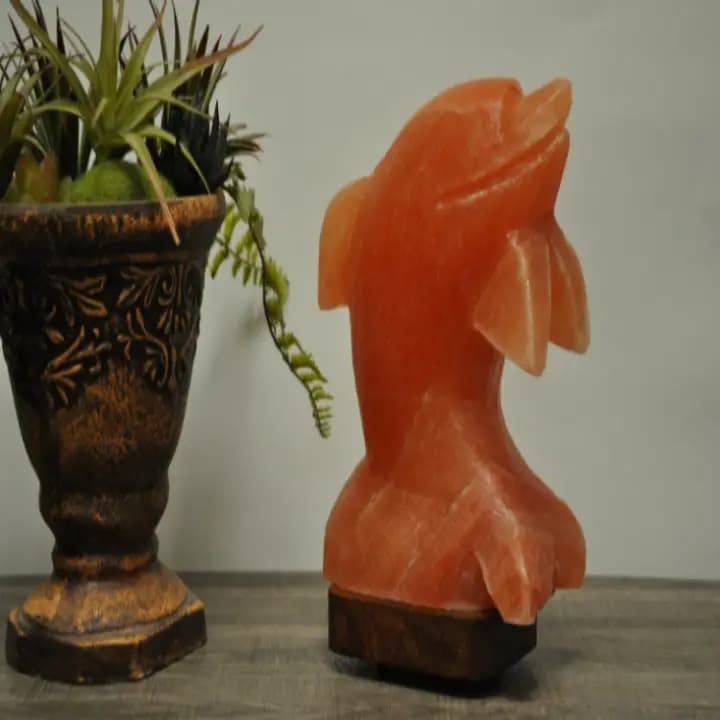 The Dancing Dolphin